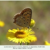 lycaena tityrus female daghestan 1